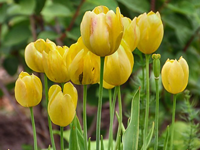 Tulpe-Gelb