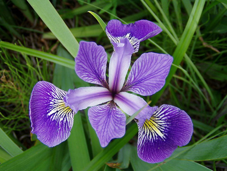 Hochzeitsblume iris
