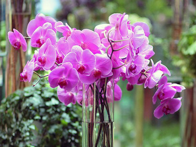 Hochzeitsblume Orchidee
